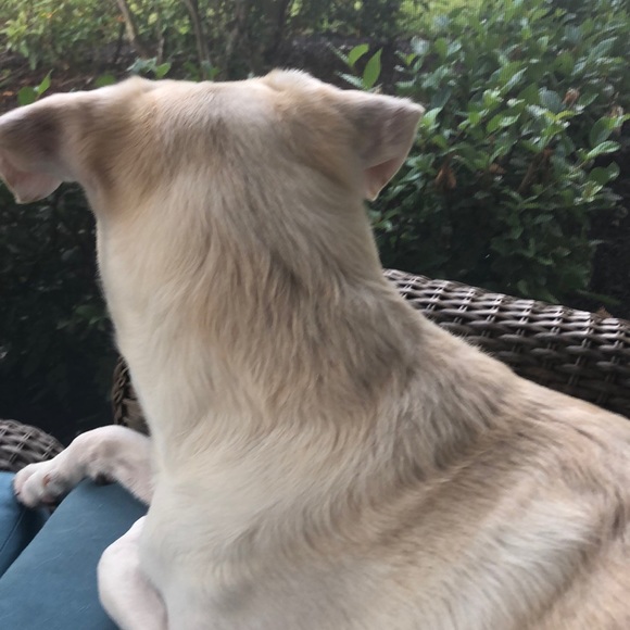 Meet your Posher, Christopher - Picture 1 of 1